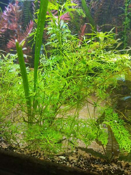 Vesisaniaista Jyvaeskylae - photo 1