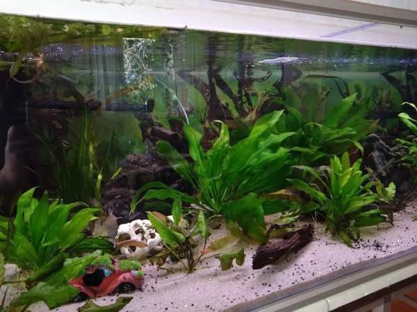 640l akvaario tarvikkeineen ja kaloineen Ii - valokuva 3