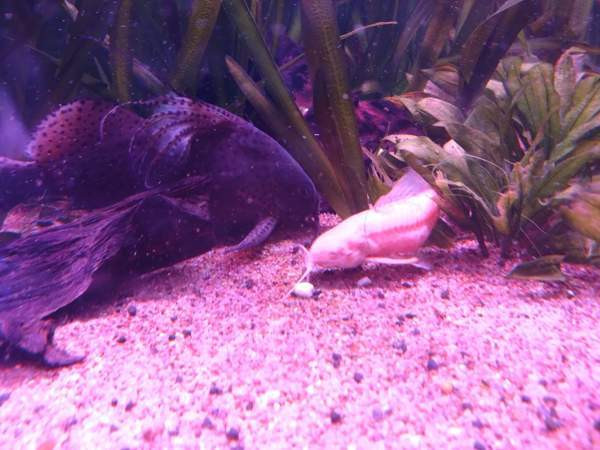 640l akvaario tarvikkeineen ja kaloineen Ii - valokuva 7