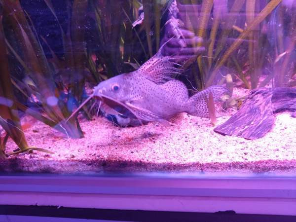 640l akvaario tarvikkeineen ja kaloineen Ii - valokuva 8