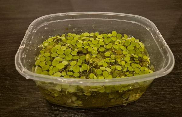 Kellussaniainen Kajaani – foto 2