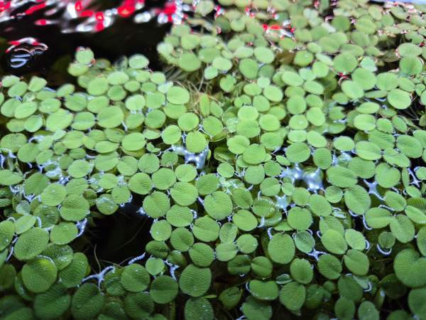 Kellussaniainen Kajaani – foto 1