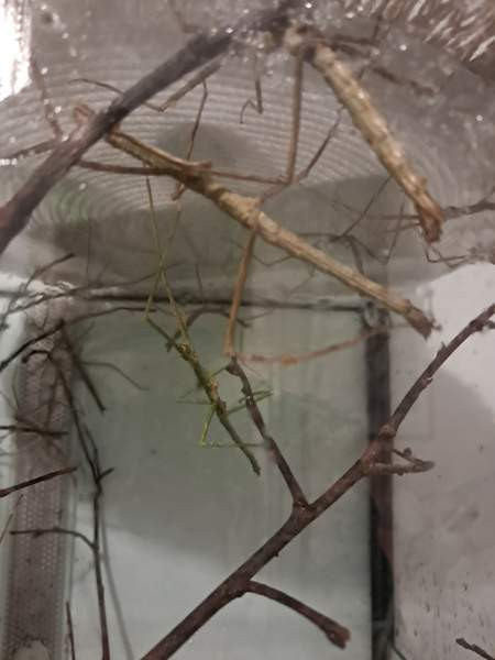 Annetaan sauvasirkat ja akvaario. Loppi - photo 3