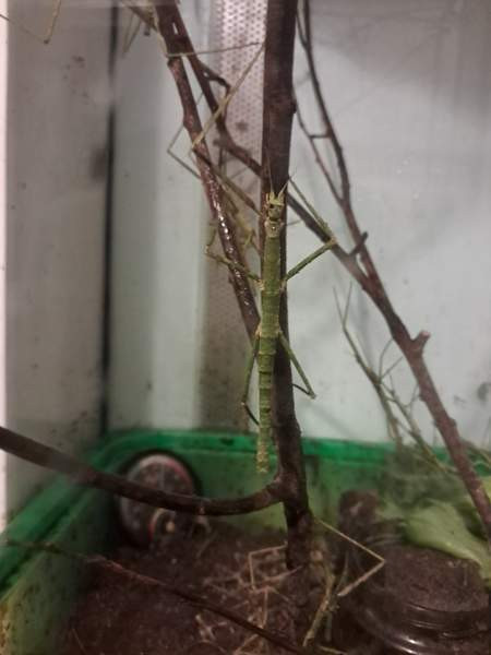 Annetaan sauvasirkat ja akvaario. Loppi - photo 2