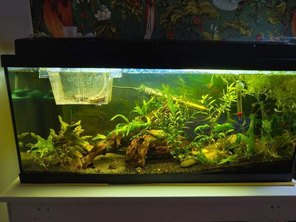 Akvaario setti Heinola - valokuva 1