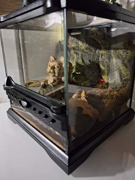 Exoterran terraario Alavus - valokuva 2