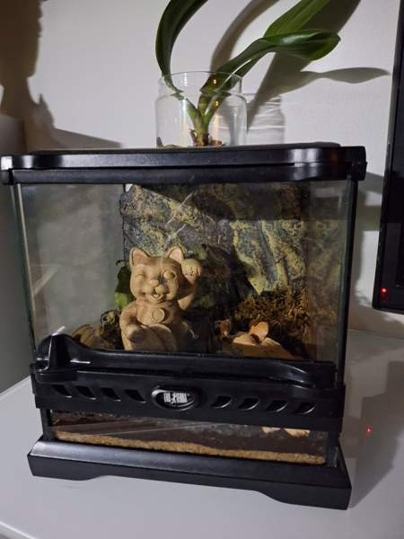 Exoterran terraario Alavus - valokuva 1