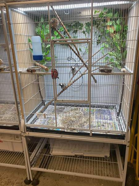 lintuhäkki Espoo – foto 1