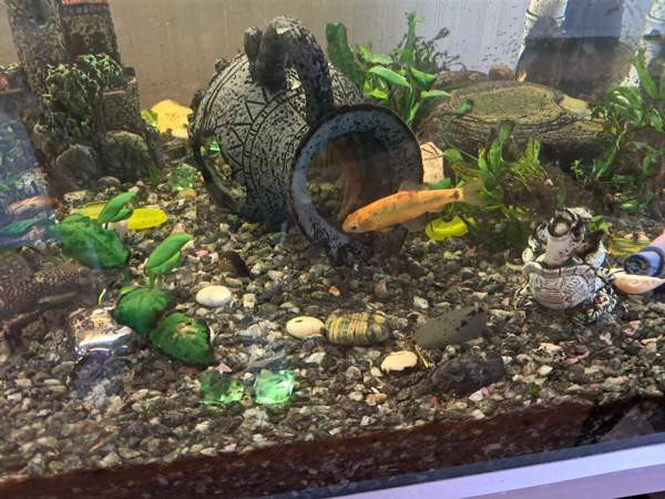 Akvaariopaketti 250L Vihti - valokuva 8