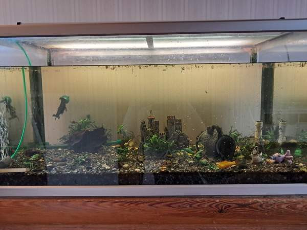 Akvaariopaketti 250L Vihti - valokuva 2