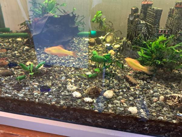 Akvaariopaketti 250L Vihti - valokuva 7