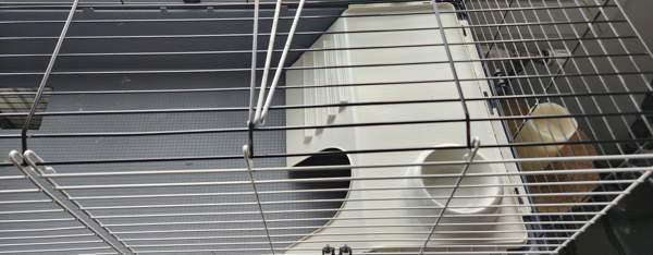 Marsun häkki Helsinki - valokuva 2