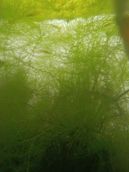 Akvaariokasveja Oulu - photo 4