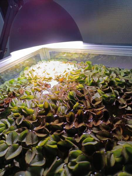 Akvaariokasveja Oulu - photo 1