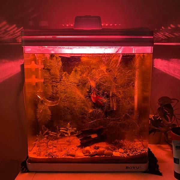 Akvaario ja kala Turku – foto 3