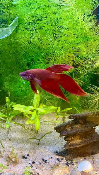 Akvaario ja kala Turku – foto 4