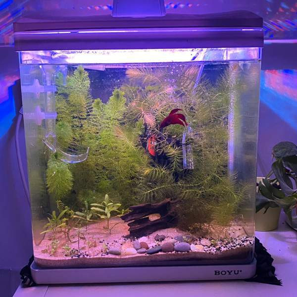 Akvaario ja kala Turku – foto 2