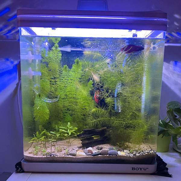 Akvaario ja kala Turku – foto 1