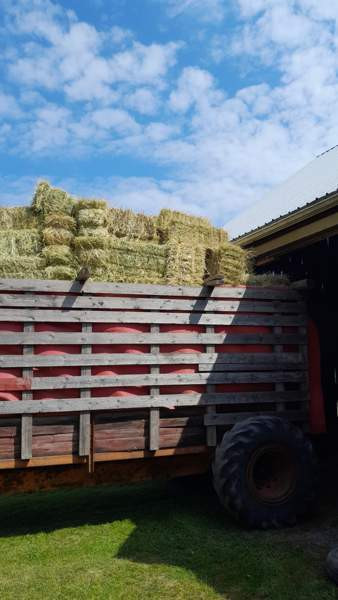 Heinä paaleja Laitila - photo 1