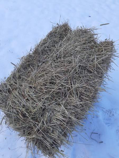 Kuivaa heinää pikkupaalissa Akaa – foto 2