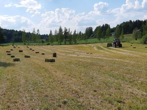 Kuivaa heinää pikkupaalissa Akaa – foto 1