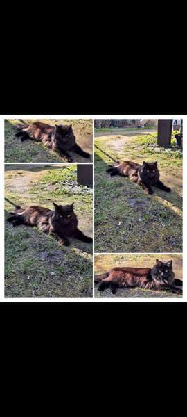 Kissalle väliaikainen hoitokoti Турку - изображение 1