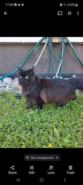 Kissalle väliaikainen hoitokoti Турку - изображение 2