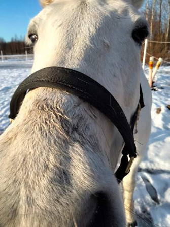 Ostetaan 15" satula Oulu – foto 1