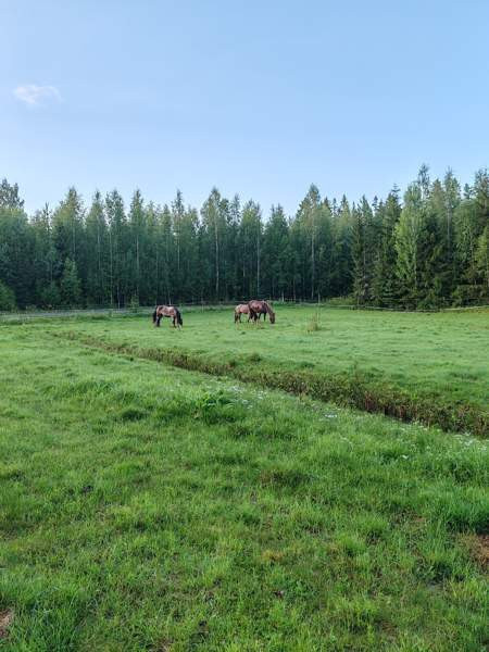 Laidunpaikka ruunalle Lapua - valokuva 1