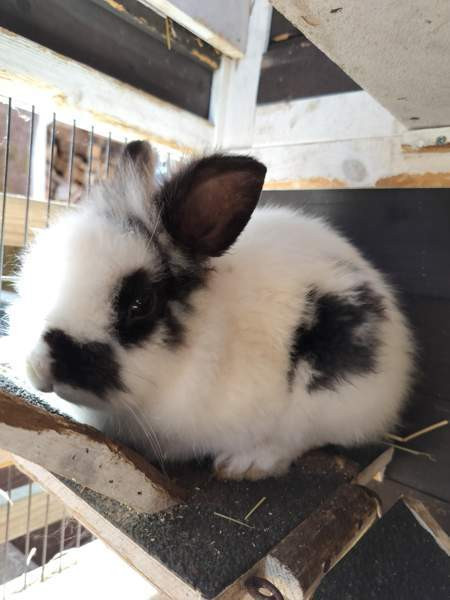 Suloinen kani, uros Nurmijärvi - valokuva 1