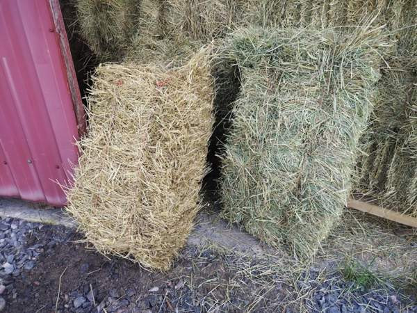Kaninheinä säästöpakkaus 10kg kotiintoimituksella Kalajoki - изображение 3