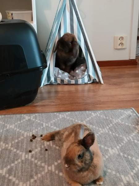 Ihana pupupariskunta Kuopio - valokuva 4