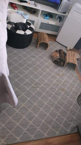 Ihana pupupariskunta Kuopio - valokuva 1