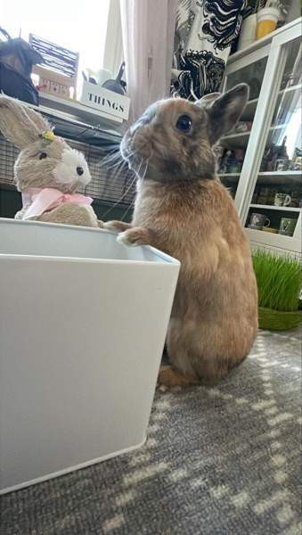 Ihana pupupariskunta Kuopio - valokuva 8