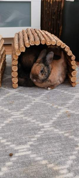 Ihana pupupariskunta Kuopio - valokuva 2