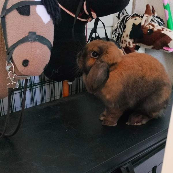 Ihana pupupariskunta Kuopio - valokuva 3