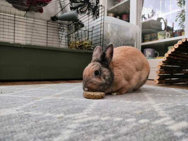 Ihana pupupariskunta Kuopio - valokuva 5