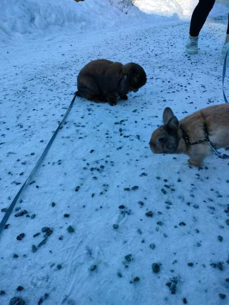 Ihana pupupariskunta Kuopio - valokuva 7