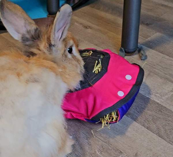 Heinätyyny kaneille, Marsuille jne Оулу - изображение 4