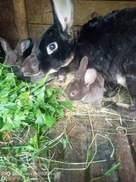 Kanit Hartola – foto 1