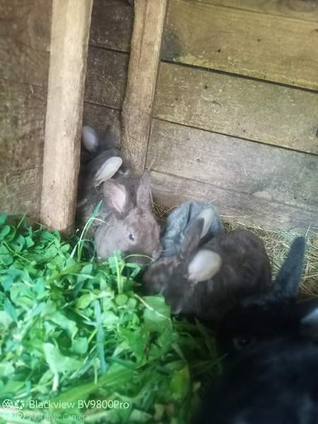 Kanit Hartola – foto 3