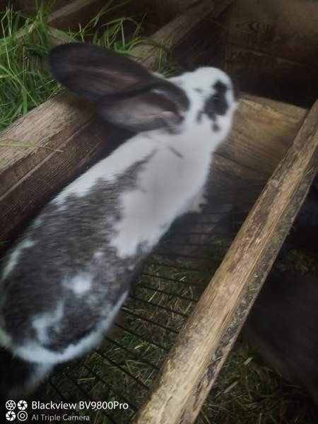 Kanit Hartola – foto 5