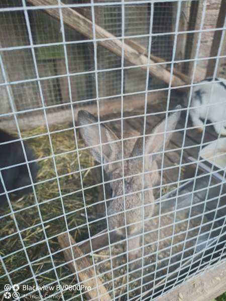 Kanit Hartola – foto 4