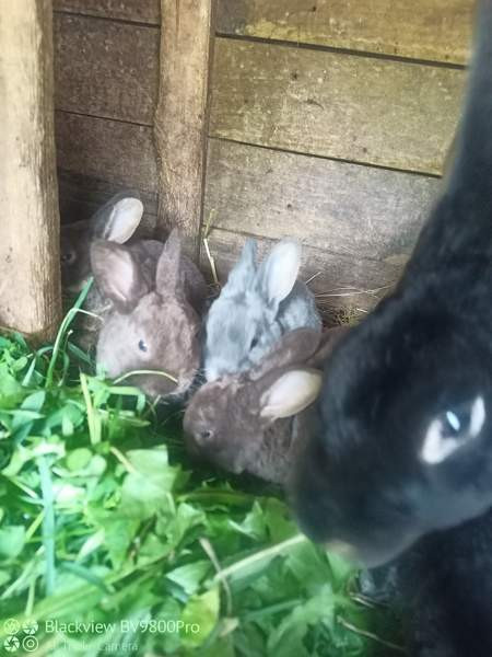 Kanit Hartola – foto 2