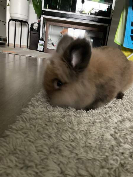 Myydään kanit Куусамо - изображение 8