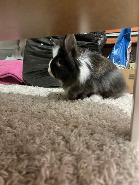 Myydään kanit Куусамо - изображение 2