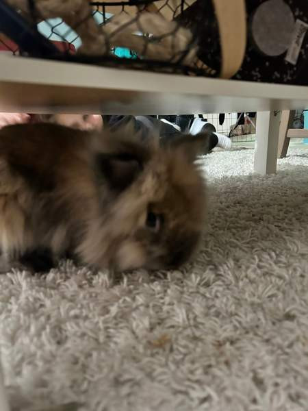 Myydään kanit Куусамо - изображение 4