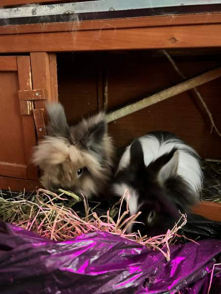 Myydään kanit Куусамо - изображение 1