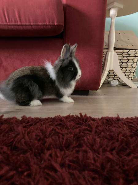 Myydään kanit Куусамо - изображение 6