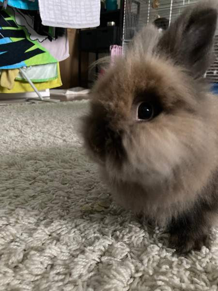 Myydään kanit Куусамо - изображение 7